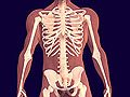 Tulang Sehat Bebas Osteoporosis